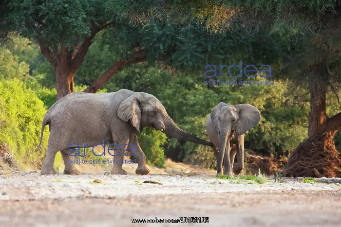 : African Elephant : African Elephant
