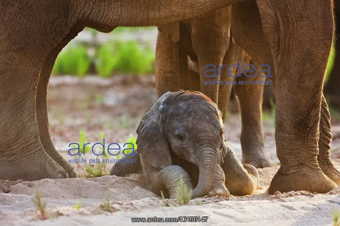: African Elephant : African Elephant