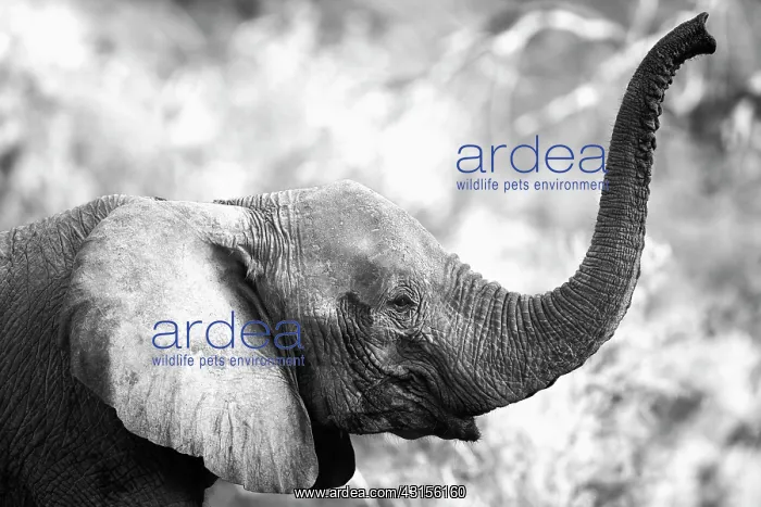 : African Elephant : African Elephant