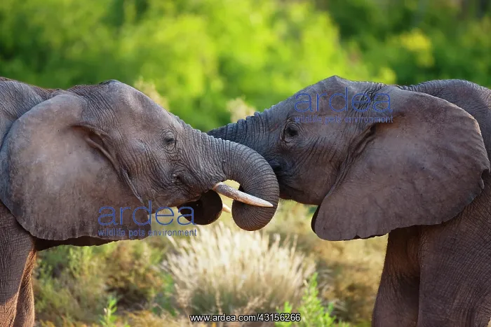 : African Elephant : African Elephant