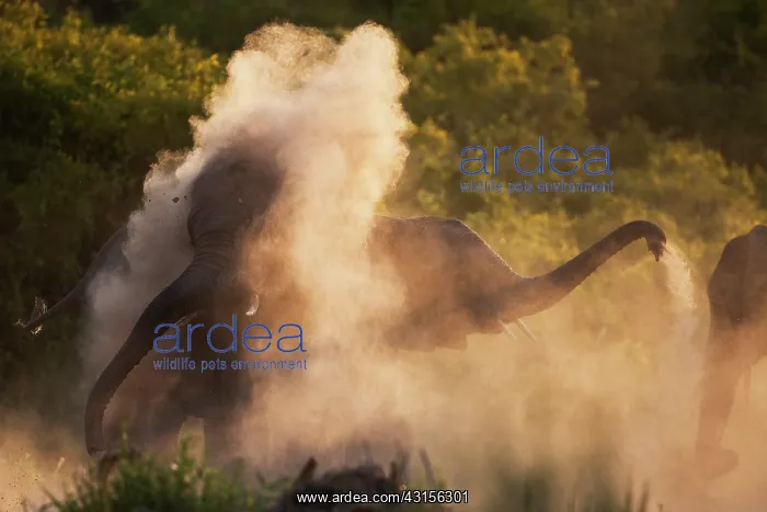 : African Elephant : African Elephant