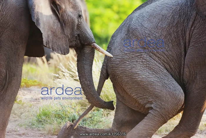 : African Elephant : African Elephant