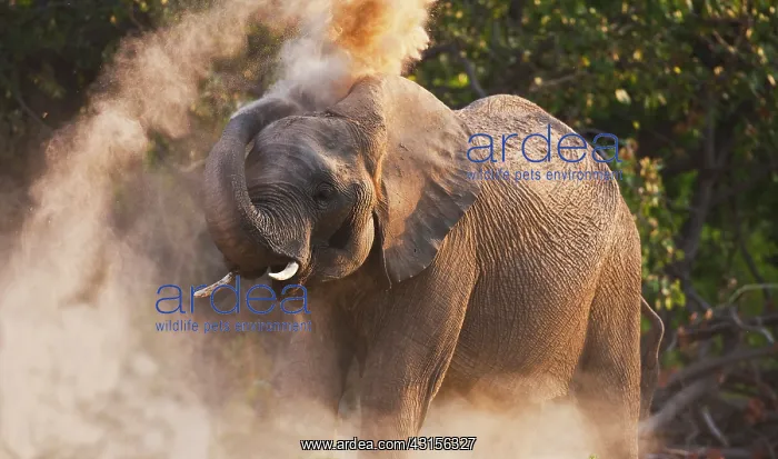 : African Elephant : African Elephant
