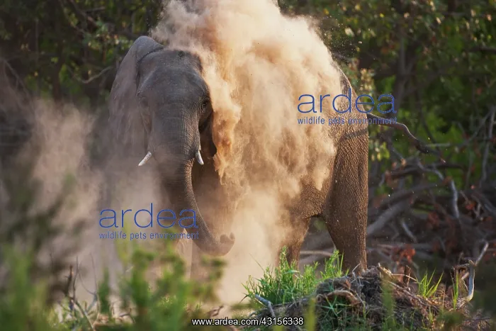 : African Elephant : African Elephant