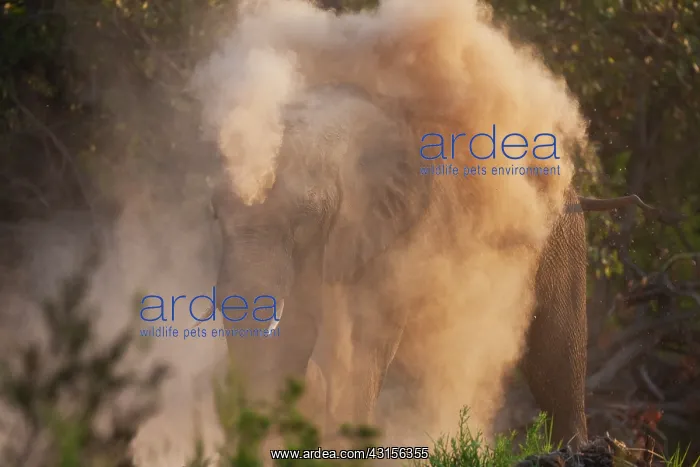 : African Elephant : African Elephant