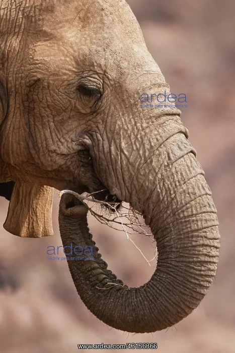 : African Elephant : African Elephant