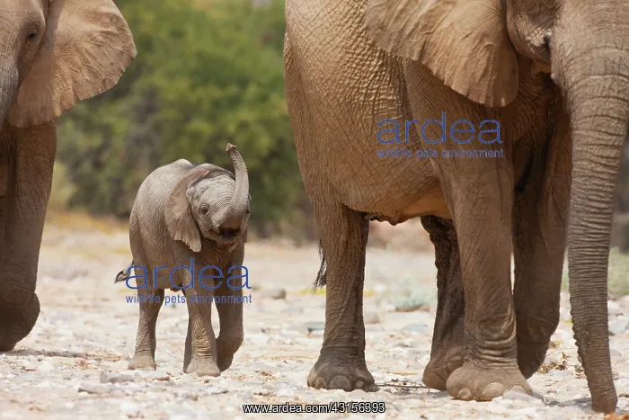 : African Elephant : African Elephant
