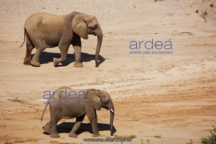 : African Elephant : African Elephant