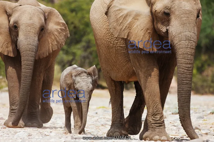 : African Elephant : African Elephant