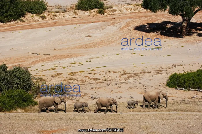 : African Elephant : African Elephant