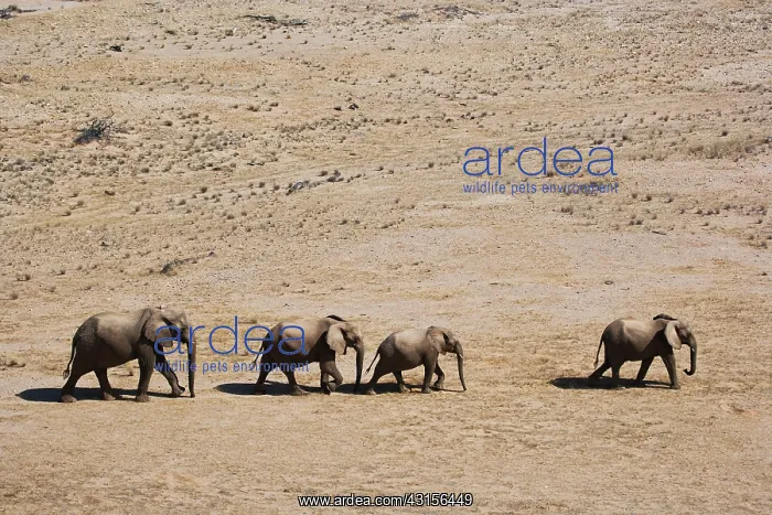 : African Elephant : African Elephant