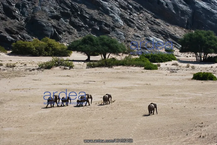 : African Elephant : African Elephant