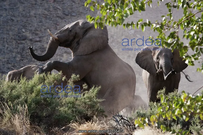 : African Elephant : African Elephant