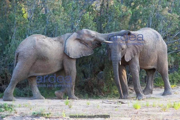 : African Elephant : African Elephant