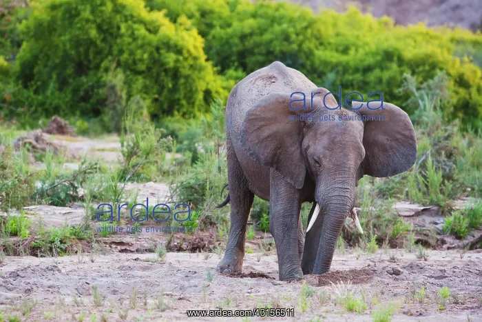 : African Elephant : African Elephant