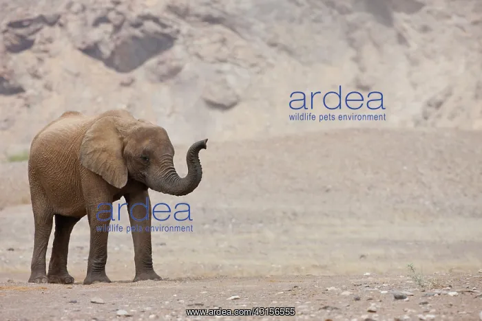 : African Elephant : African Elephant