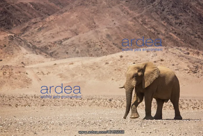 : African Elephant : African Elephant