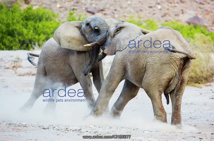 : African Elephant : African Elephant