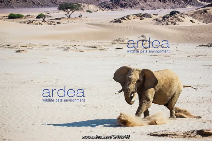 : African Elephant : African Elephant