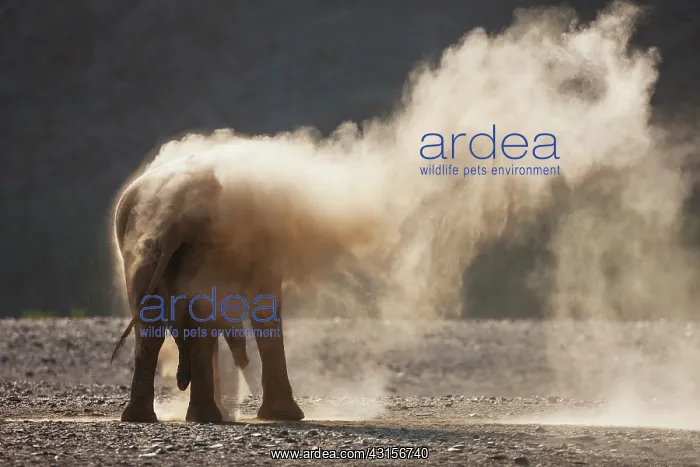 : African Elephant : African Elephant