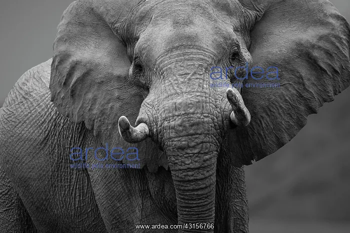 : African Elephant : African Elephant
