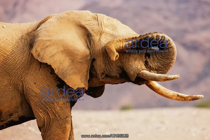: African Elephant : African Elephant