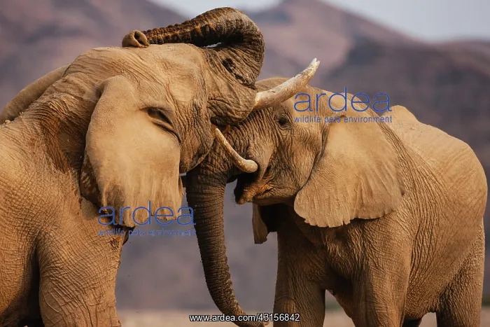: African Elephant : African Elephant