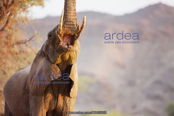 : African Elephant : African Elephant