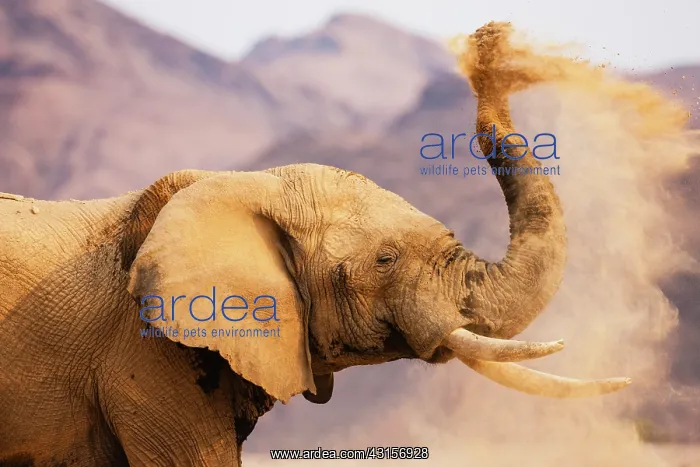 : African Elephant : African Elephant