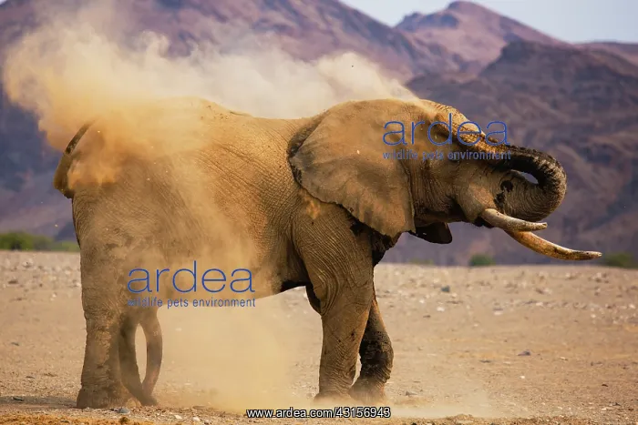 : African Elephant : African Elephant