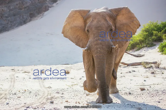 : African Elephant : African Elephant