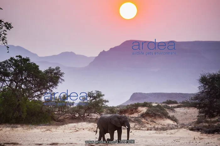 : African Elephant : African Elephant