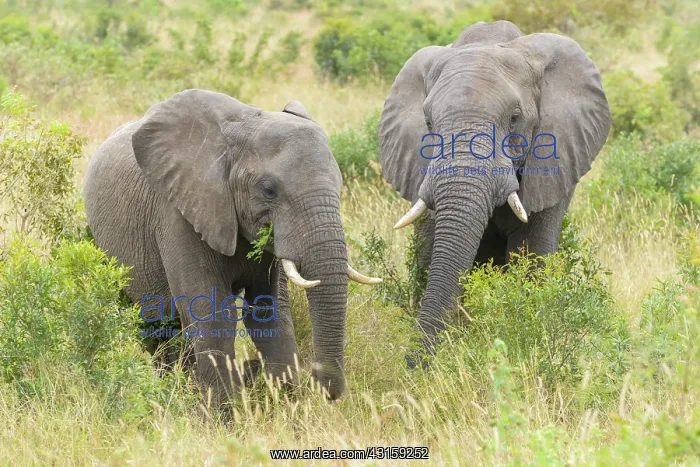 : African Elephant : African Elephant