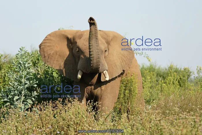 : African Elephant : African Elephant