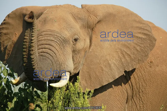 : African Elephant : African Elephant