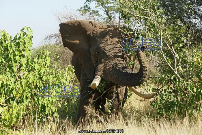 : African Elephant : African Elephant