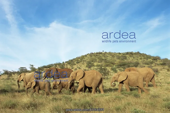 : African Elephant : African Elephant