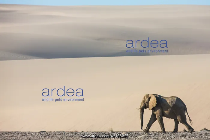 : African Elephant : African Elephant