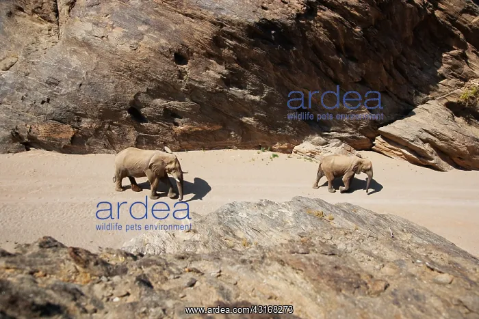 : African Elephant : African Elephant