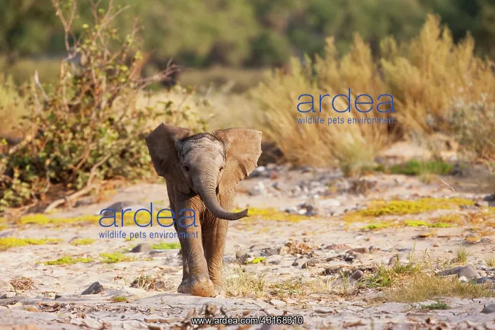 : African Elephant : African Elephant