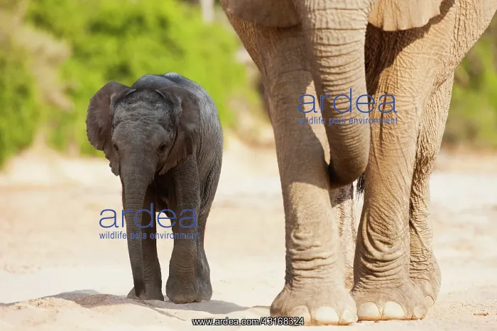 : African Elephant : African Elephant