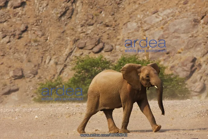 : African Elephant : African Elephant