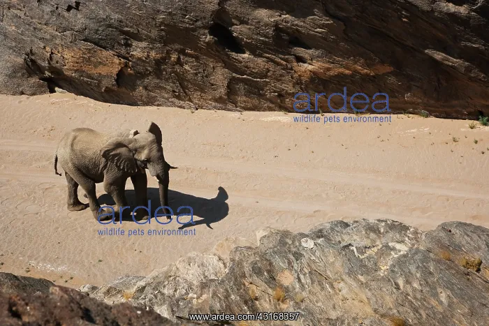 : African Elephant : African Elephant