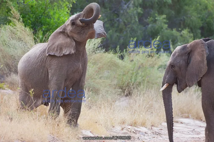 : African Elephant : African Elephant