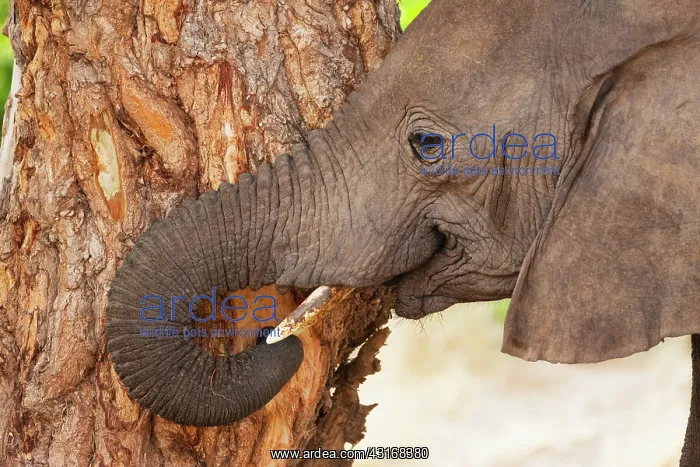 : African Elephant : African Elephant