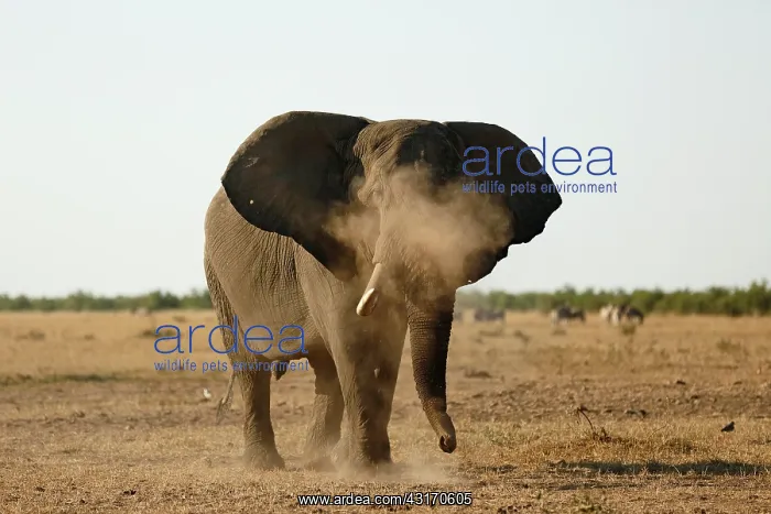 : African Elephant : African Elephant