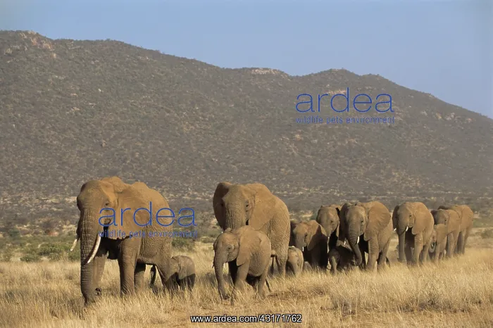 : African Elephant : African Elephant