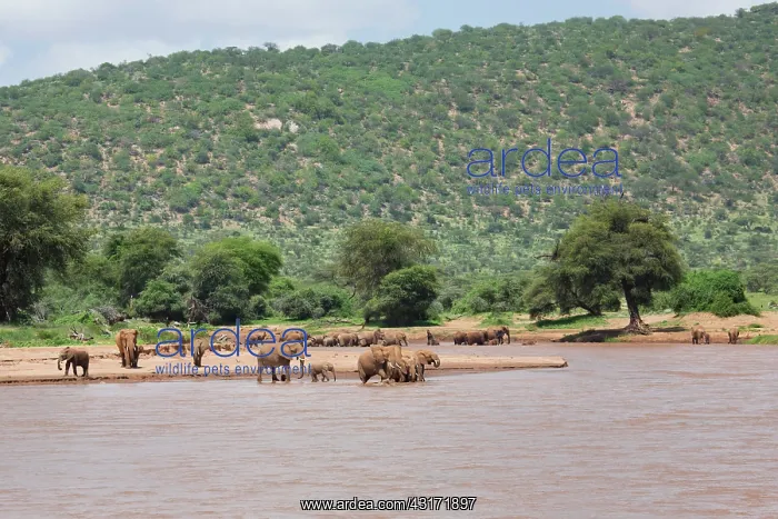 : African Elephant : African Elephant