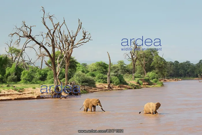 : African Elephant : African Elephant