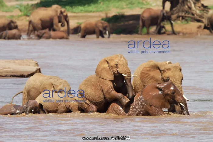 : African Elephant : African Elephant